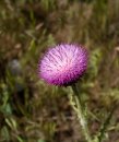 IMG_4871_k.jpg